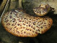 Polyporus squamosus image