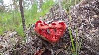 Clathrus ruber image