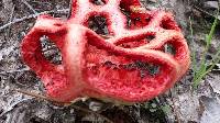 Clathrus ruber image