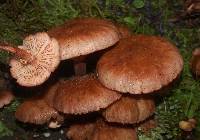 Armillaria limonea image