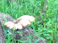 Polyporus squamosus image