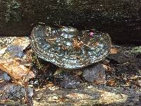 Ganoderma applanatum image