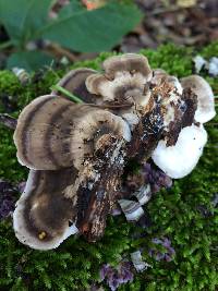 Trametes cubensis image