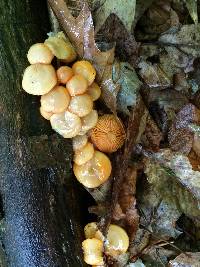 Mycena leaiana image