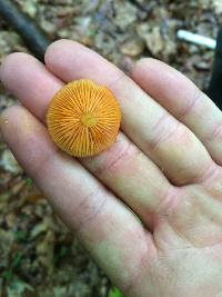 Mycena leaiana image