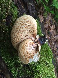 Polyporus squamosus image