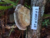 Trametes cubensis image