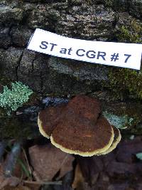 Phellinus gilvus image