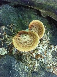 Polyporus squamosus image