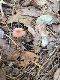 Laccaria amethystina image