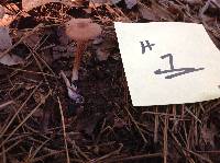 Laccaria amethystina image