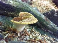 Polyporus squamosus image