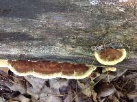 Phellinus gilvus image