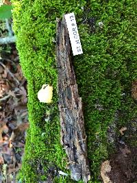 Xylaria hypoxylon image