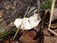 Schizophyllum commune image