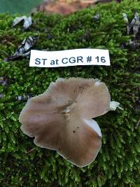 Pluteus cervinus image