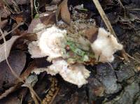 Schizophyllum commune image