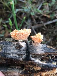 Xylaria cubensis image