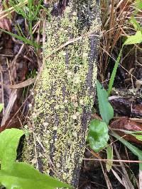 Cladonia pyxidata image