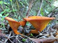 Omphalotus olearius image