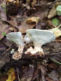 Mycorrhaphium adustum image