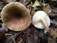 Lactarius quietus image