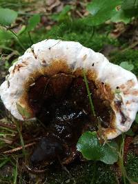 Ganoderma lobatum image