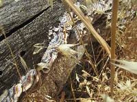 Trametes versicolor image