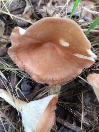 Clitocybe gibba image