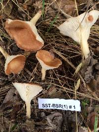 Clitocybe gibba image