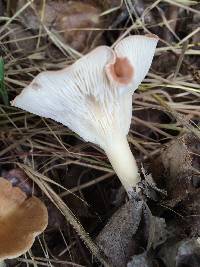 Clitocybe gibba image