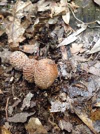 Coprinellus micaceus image