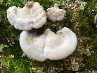 Schizophyllum commune image