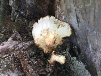 Polyporus squamosus image