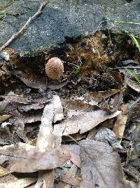 Coprinellus micaceus image