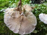 Schizophyllum commune image