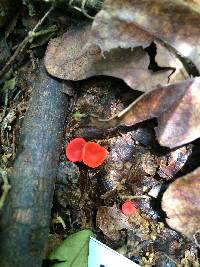 Sarcoscypha occidentalis image