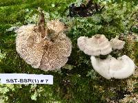 Schizophyllum commune image