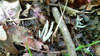 Clavaria fragilis image