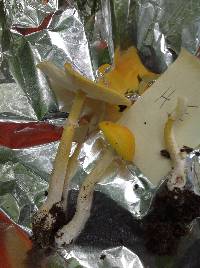 Amanita flavoconia image