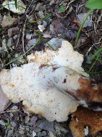 Polyporus radicatus image