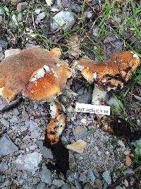 Polyporus radicatus image