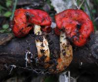 Leratiomyces erythrocephalus image