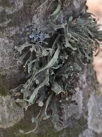 Ramalina leptocarpha image