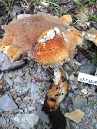 Polyporus radicatus image