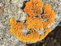 Xanthoria parietina var. parietina image