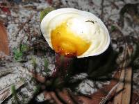 Ganoderma curtisii image