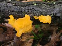 Tremella mesenterica image