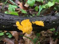 Tremella mesenterica image