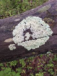 Flavoparmelia caperata image